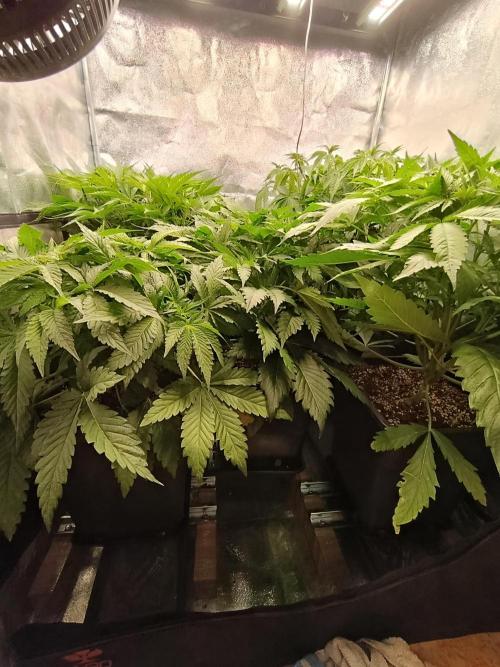 Black muffin, Tropicana poision. Week 7