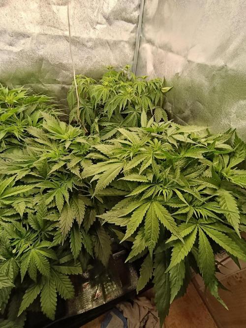 Black muffin, Tropicana poision. Week 7
