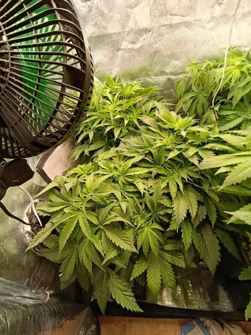 Black muffin, Tropicana poision. Week 7