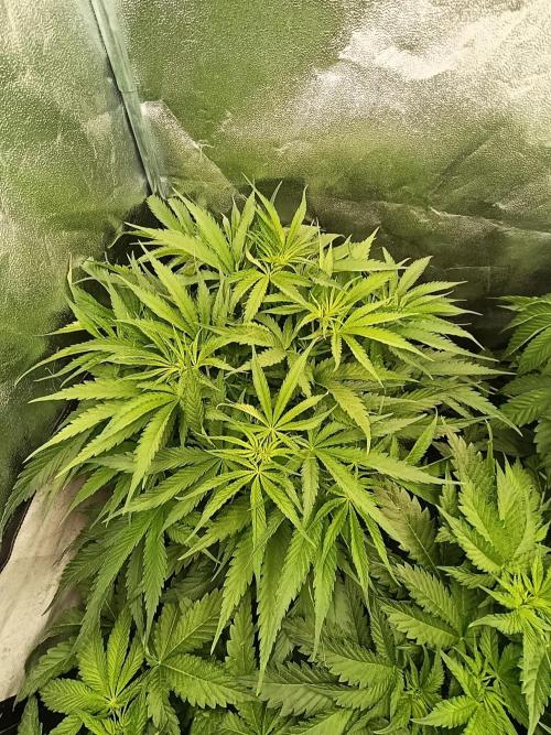 Black muffin, Tropicana poision. Week 7