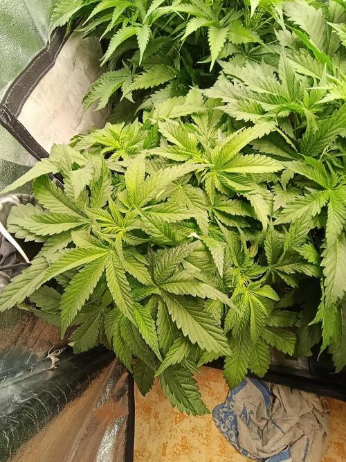 Black muffin, Tropicana poision. Week 7