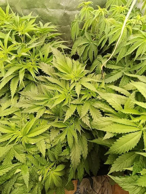 Black muffin, Tropicana poision. Week 7