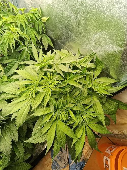 Black muffin, Tropicana poision. Week 7