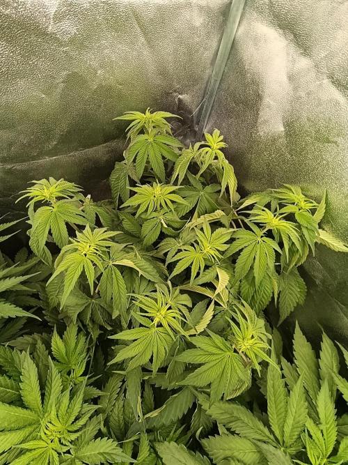 Black muffin, Tropicana poision. Week 7