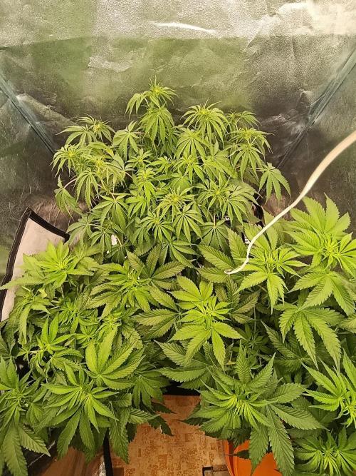 Black muffin, Tropicana poision. Week 8