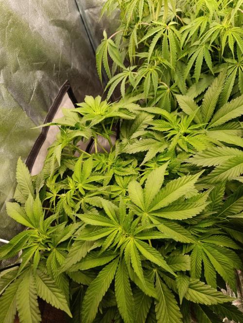 Black muffin, Tropicana poision. Week 8