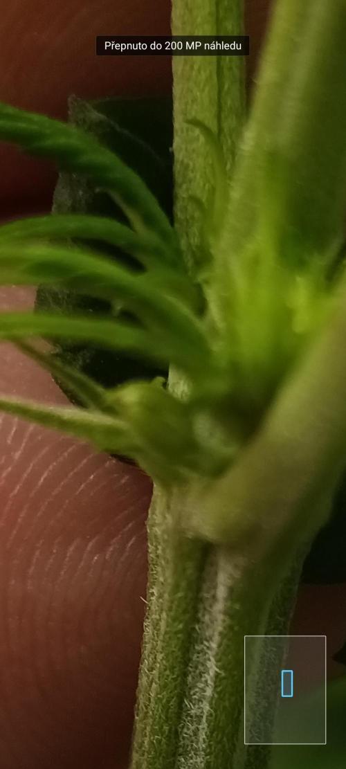Black muffin, Tropicana poision. Week 8