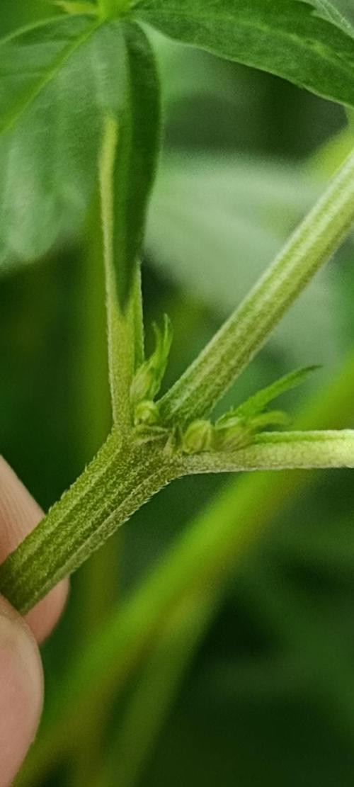 Black muffin, Tropicana poision. Week 8
