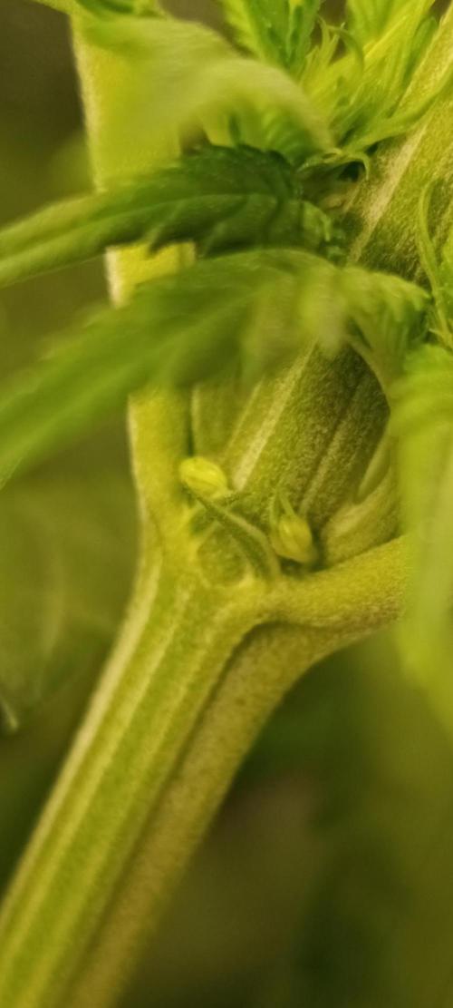 Black muffin, Tropicana poision. Week 8