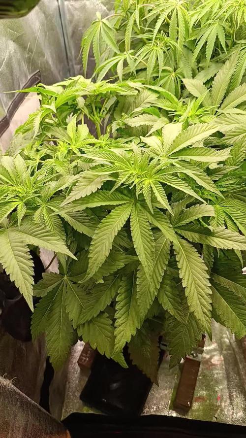 Black muffin, Tropicana poision