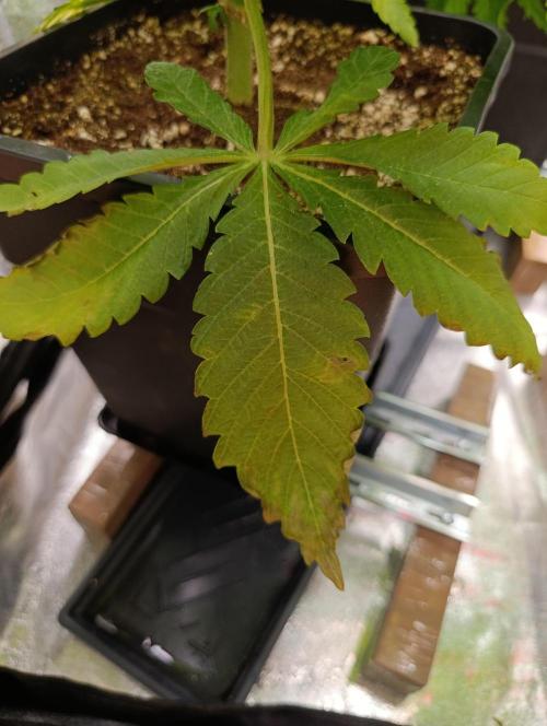 Black muffin, Tropicana poision. Week 8