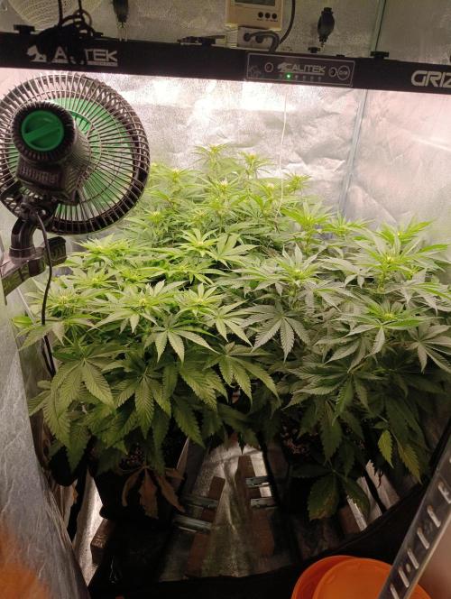 Black muffin, Tropicana poision. Week 9