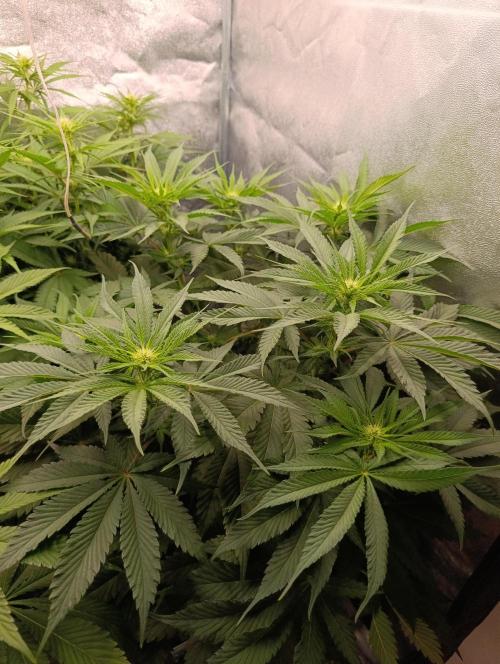 Black muffin, Tropicana poision. Week 9