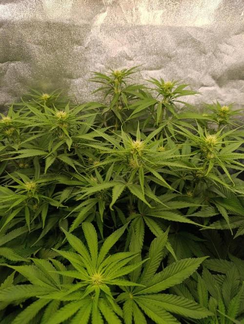 Black muffin, Tropicana poision. Week 9