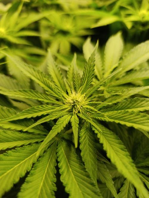 Black muffin, Tropicana poision. Week 9