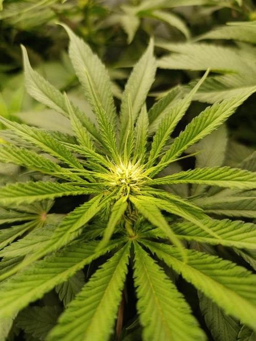 Black muffin, Tropicana poision. Week 9