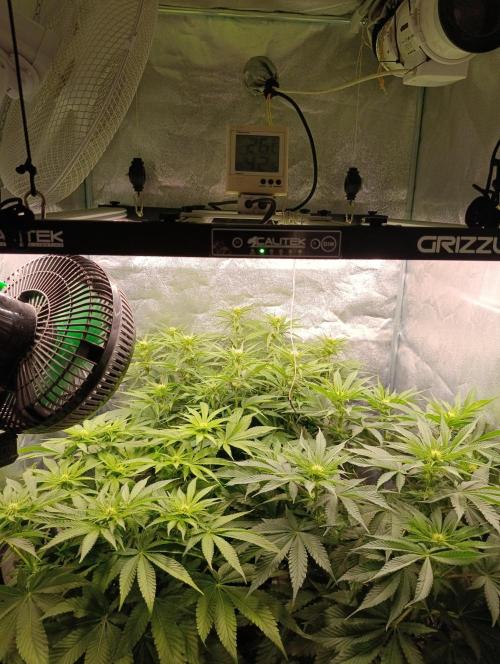 Black muffin, Tropicana poision. Week 9
