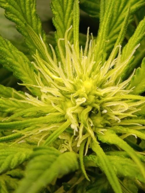 Black muffin, Tropicana poision. Week 9