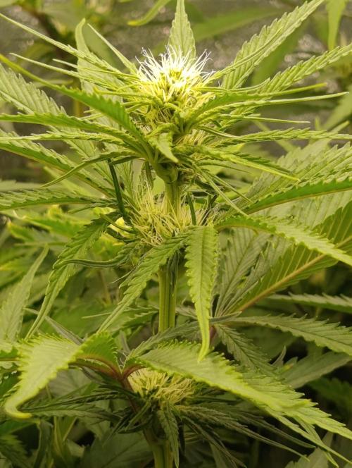 Black muffin, Tropicana poision. Week 9