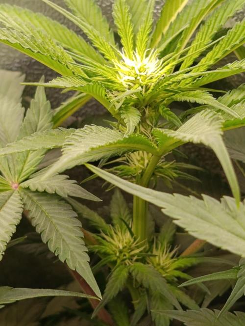 Black muffin, Tropicana poision. Week 9