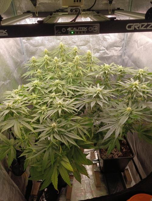 Black muffin, Tropicana poision. Week 10