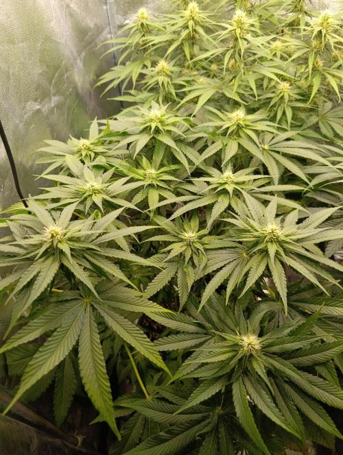 Black muffin, Tropicana poision. Week 10