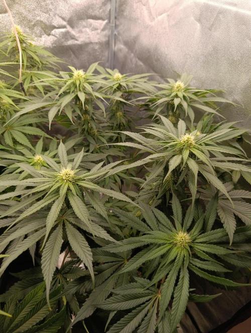 Black muffin, Tropicana poision. Week 10