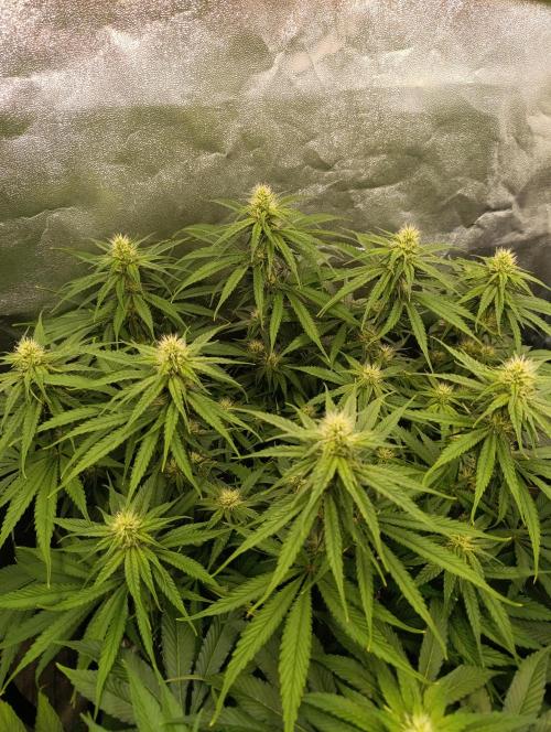 Black muffin, Tropicana poision. Week 10