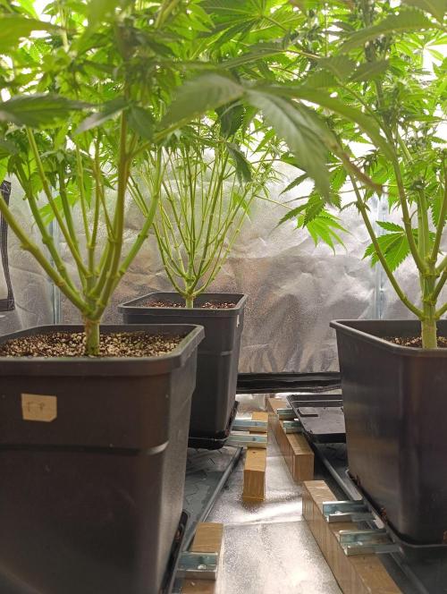 Black muffin, Tropicana poision. Week 10