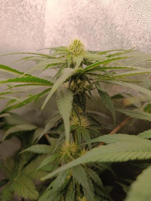 Black muffin, Tropicana poision. Week 10