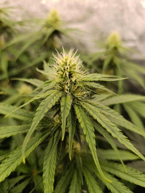 Black muffin, Tropicana poision. Week 10