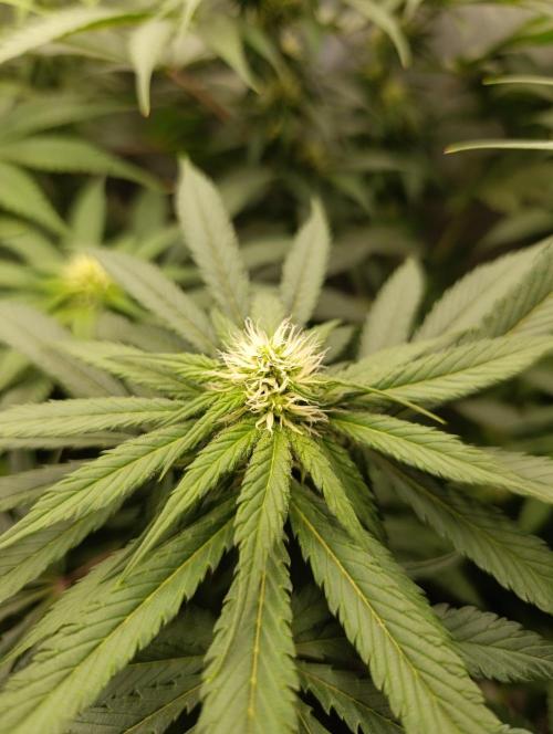 Black muffin, Tropicana poision. Week 10