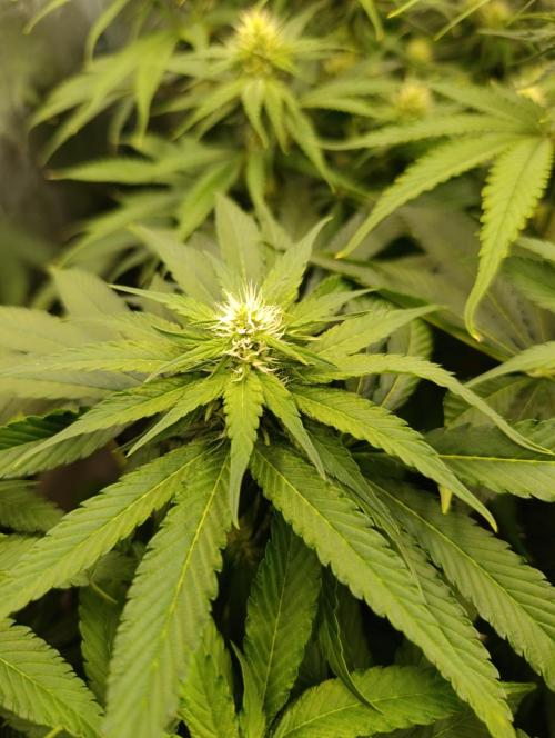 Black muffin, Tropicana poision. Week 10