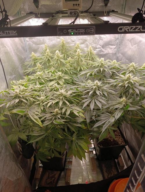 Black muffin, Tropicana poision. Week 11