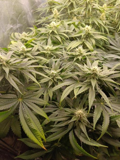 Black muffin, Tropicana poision. Week 11