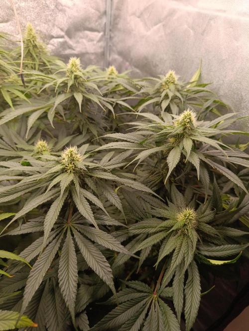 Black muffin, Tropicana poision. Week 11