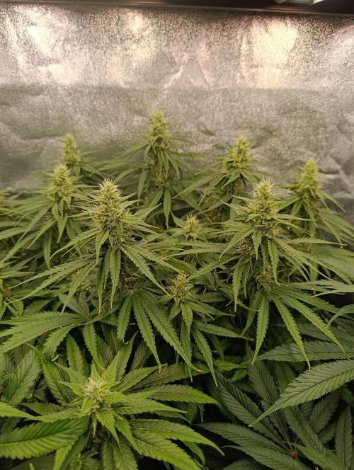 Black muffin, Tropicana poision. Week 11