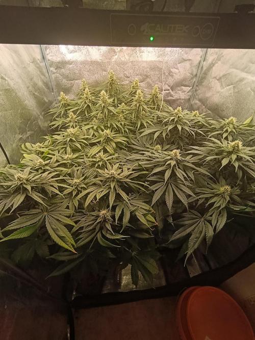 Black muffin, Tropicana poision. Week 11
