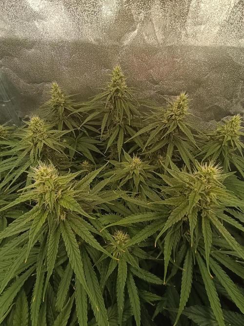 Black muffin, Tropicana poision. Week 11