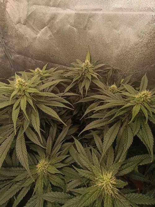 Black muffin, Tropicana poision. Week 11