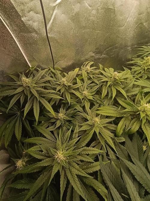Black muffin, Tropicana poision. Week 11