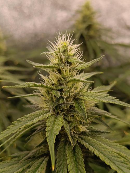 Black muffin, Tropicana poision. Week 11