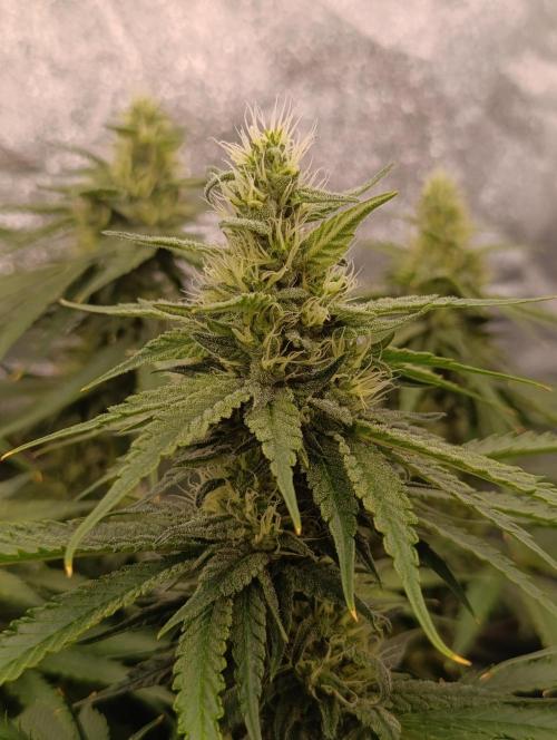 Black muffin, Tropicana poision. Week 11