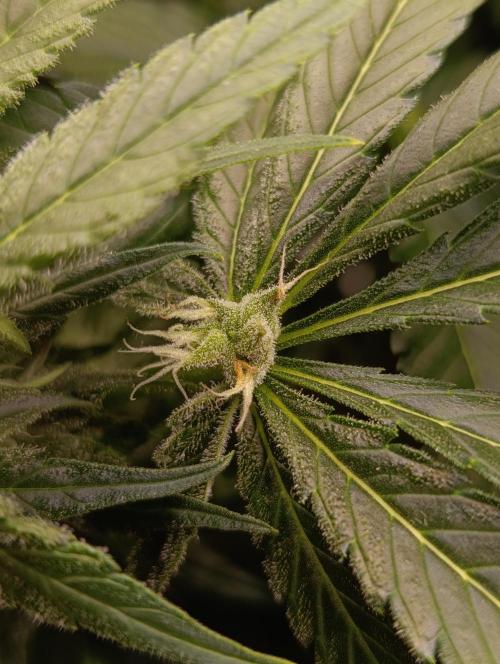 Black muffin, Tropicana poision. Week 11