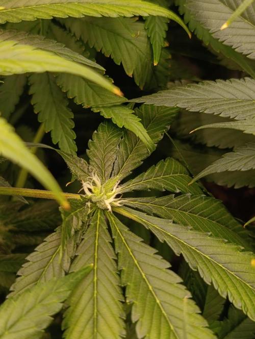Black muffin, Tropicana poision. Week 11