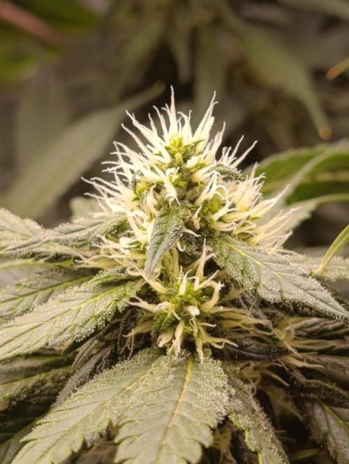 Black muffin, Tropicana poision. Week 11