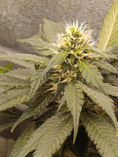 Black muffin, Tropicana poision. Week 11