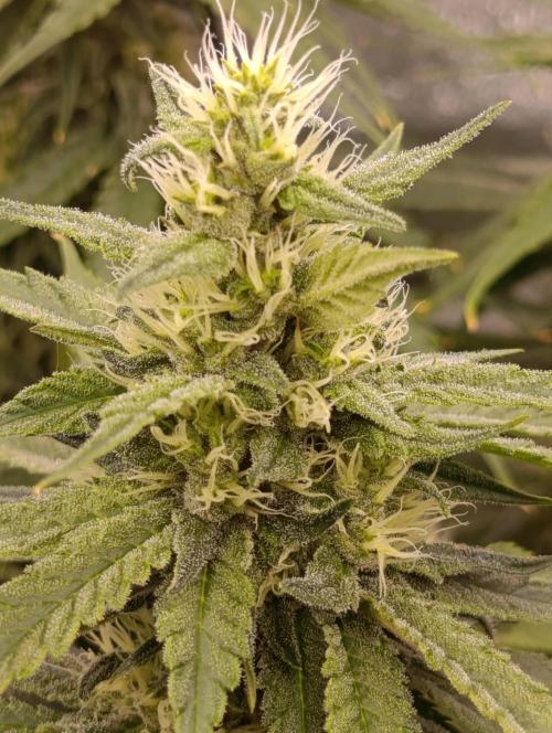 Black muffin, Tropicana poision. Week 11