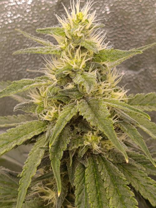 Black muffin, Tropicana poision. Week 11