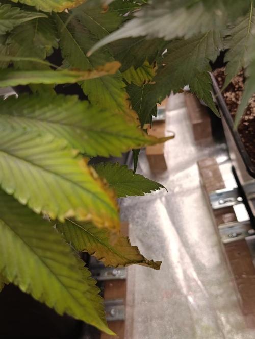 Black muffin, Tropicana poision. Week 11